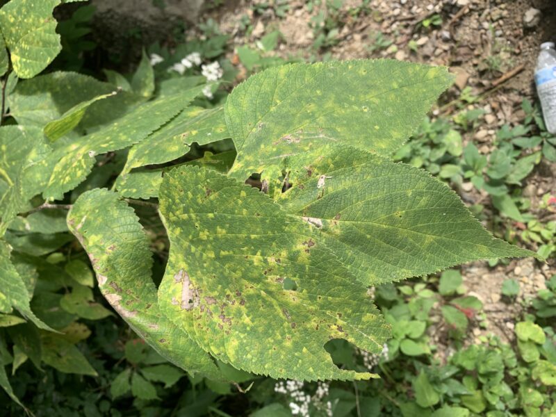 Hackberry Invasive Final Web Page Assignment- CC, FQAI, Invasive Plants, and Substrates of ...